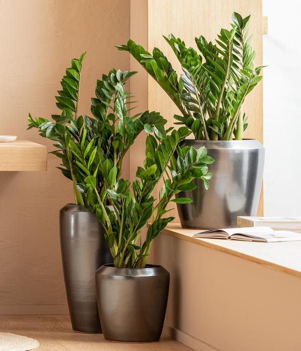 Glücksfeder - Zamioculcas zamiifolia