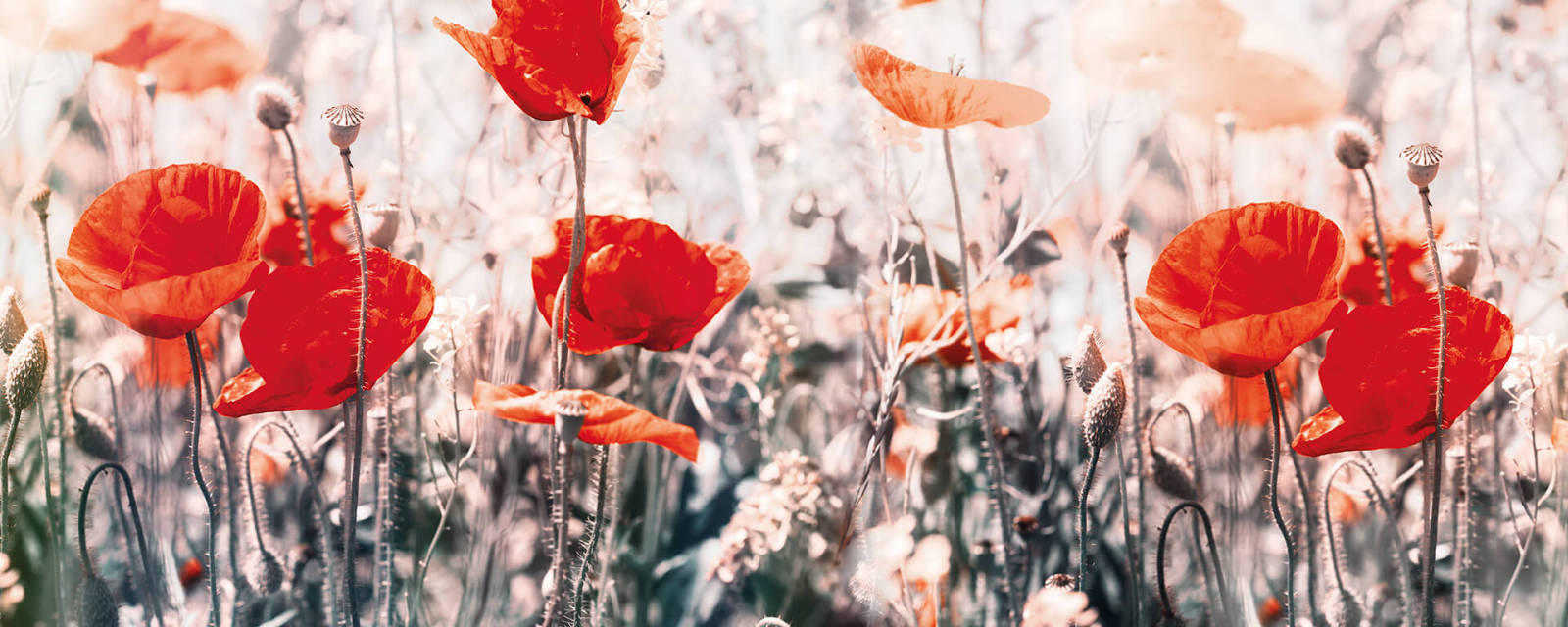 Leinwandbild BLUMENFELD - rot-grün - 100x40 cm
