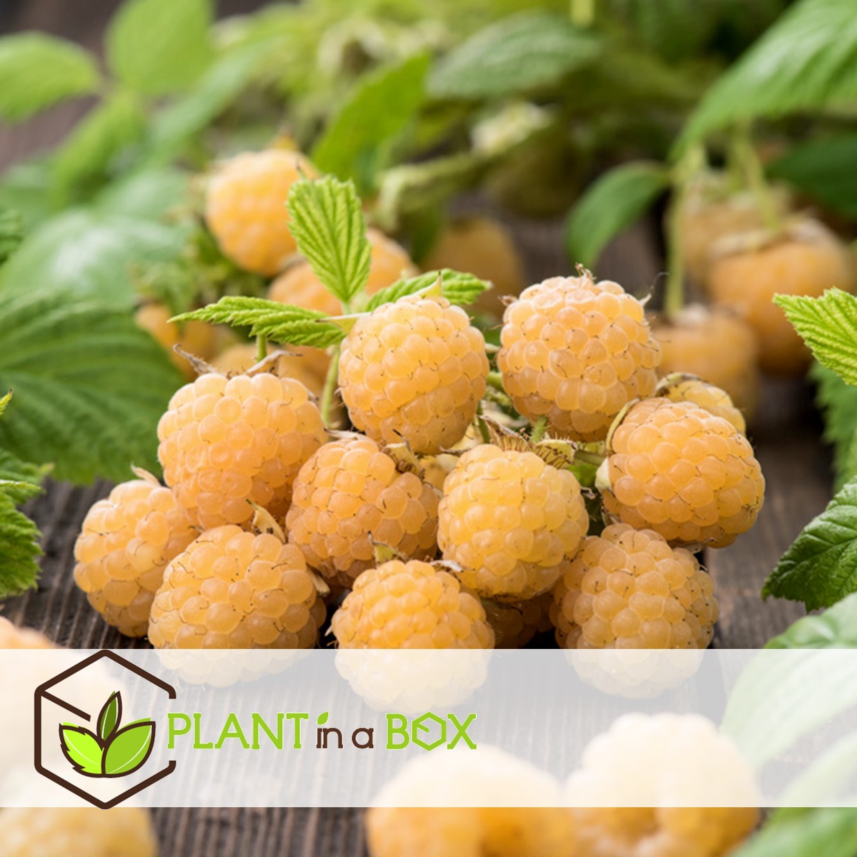 Plants de framboises - set de 6 - plante jardin - pot 9cm - hauteur 25-40cm