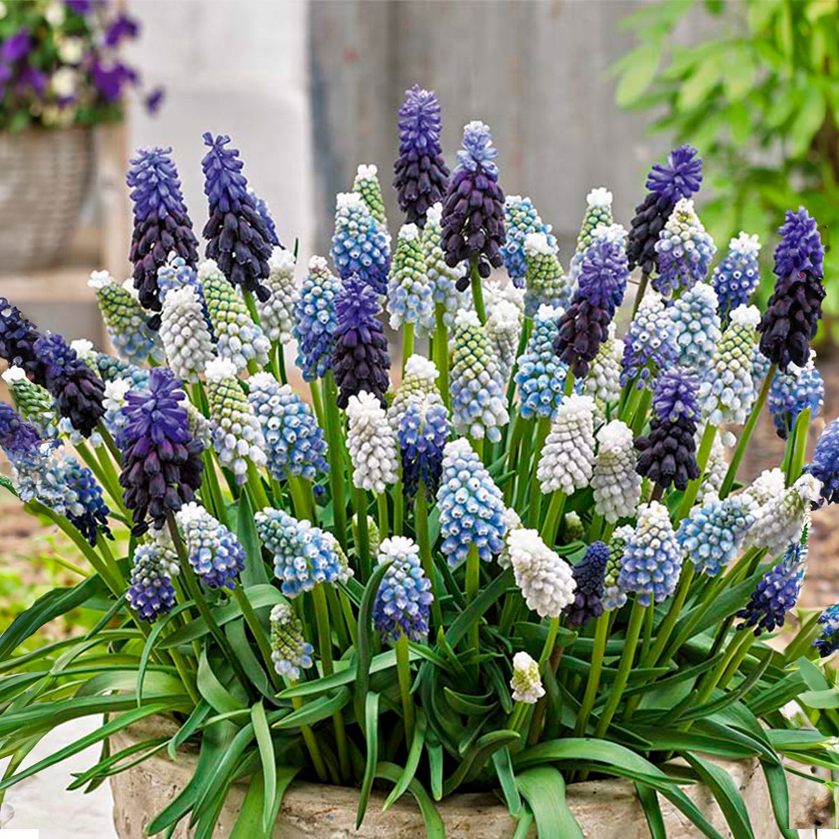 Bloomique – 50s Mix – Muscari Mix – Blauwe Druifjes – Wit, Blauw – Bloembollen – Voorjaarsbloei – Vaste planten – Wordt 10–15 cm hoog