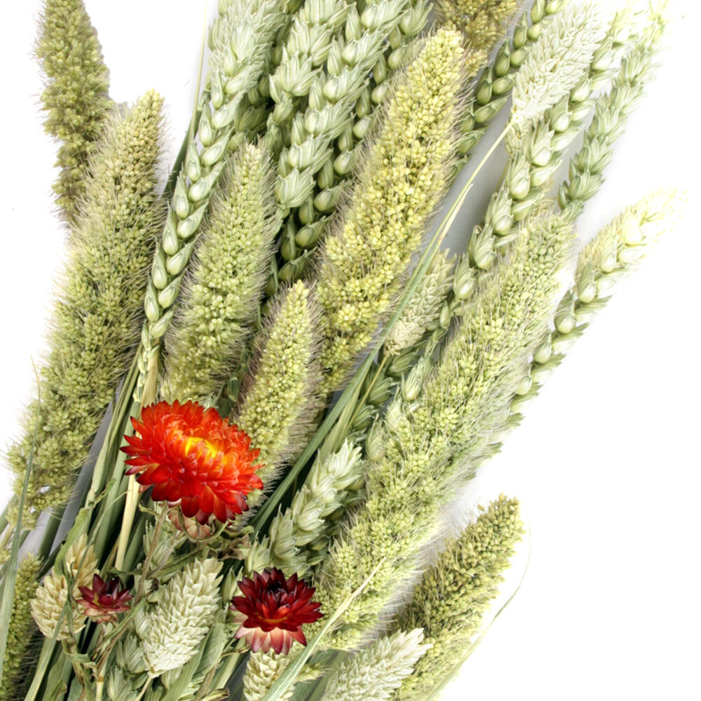 ESVE Pet Bouquet Koker Habitat