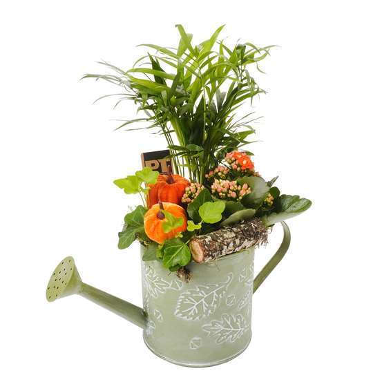 Compo pot zinc Automne : plantes vertes et fleuries. D13x H35cm