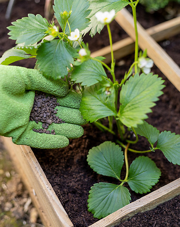 Engrais fraisiers Solabiol 1,5kg