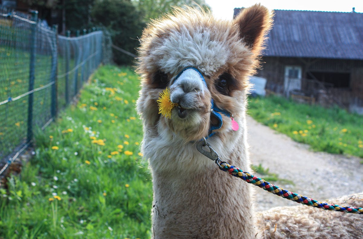 Alpaka Wanderung Jettingen-Scheppach