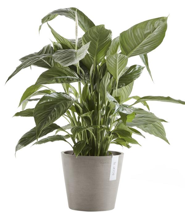 Ecopots Kunststoff-Topf Amsterdam mit