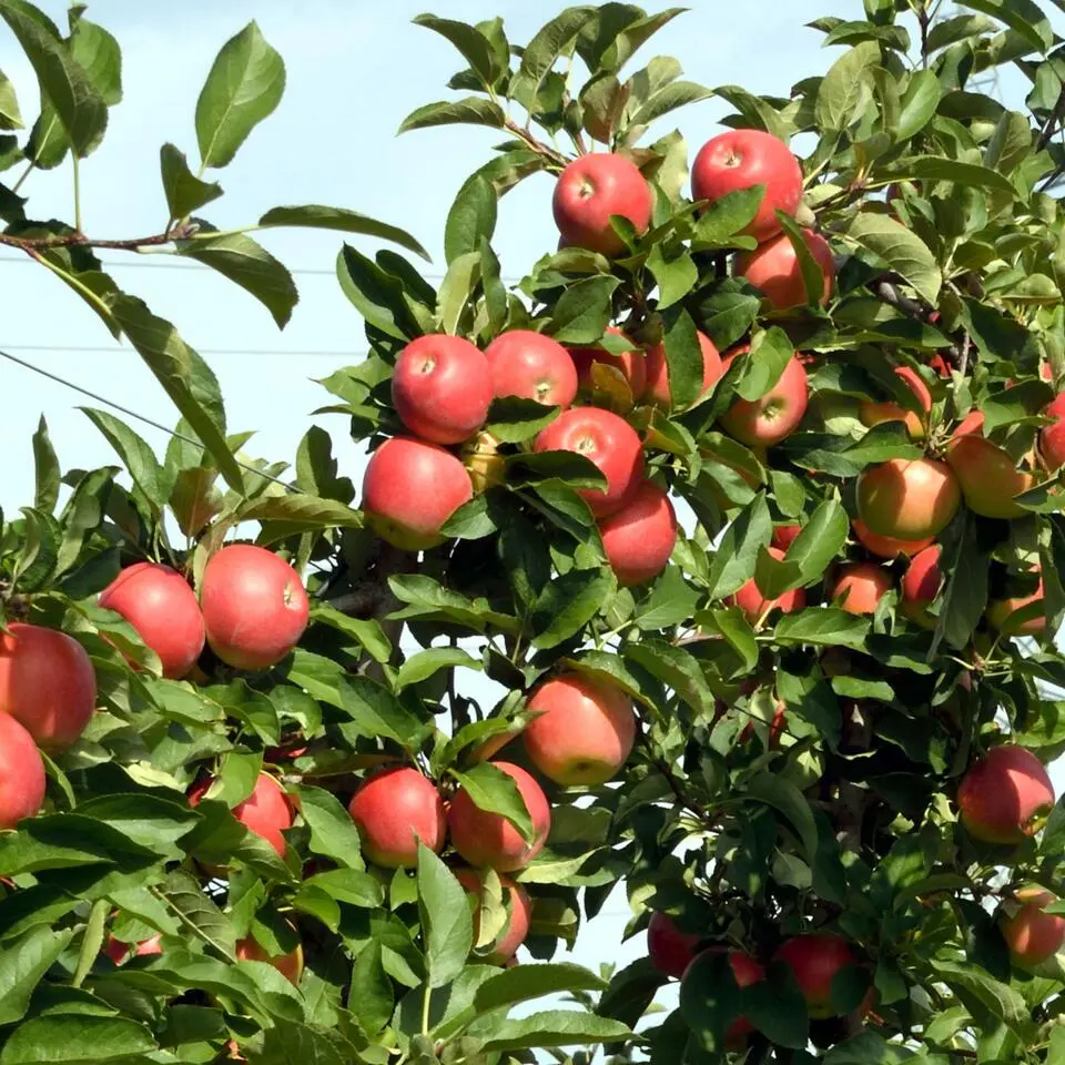 Appelboom-mix - Set van 6 - Malus - Hoogte 60-70cm - ⌀9cm