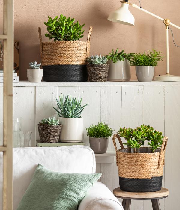 Dickblatt - Crassula cultivars, verschiedene