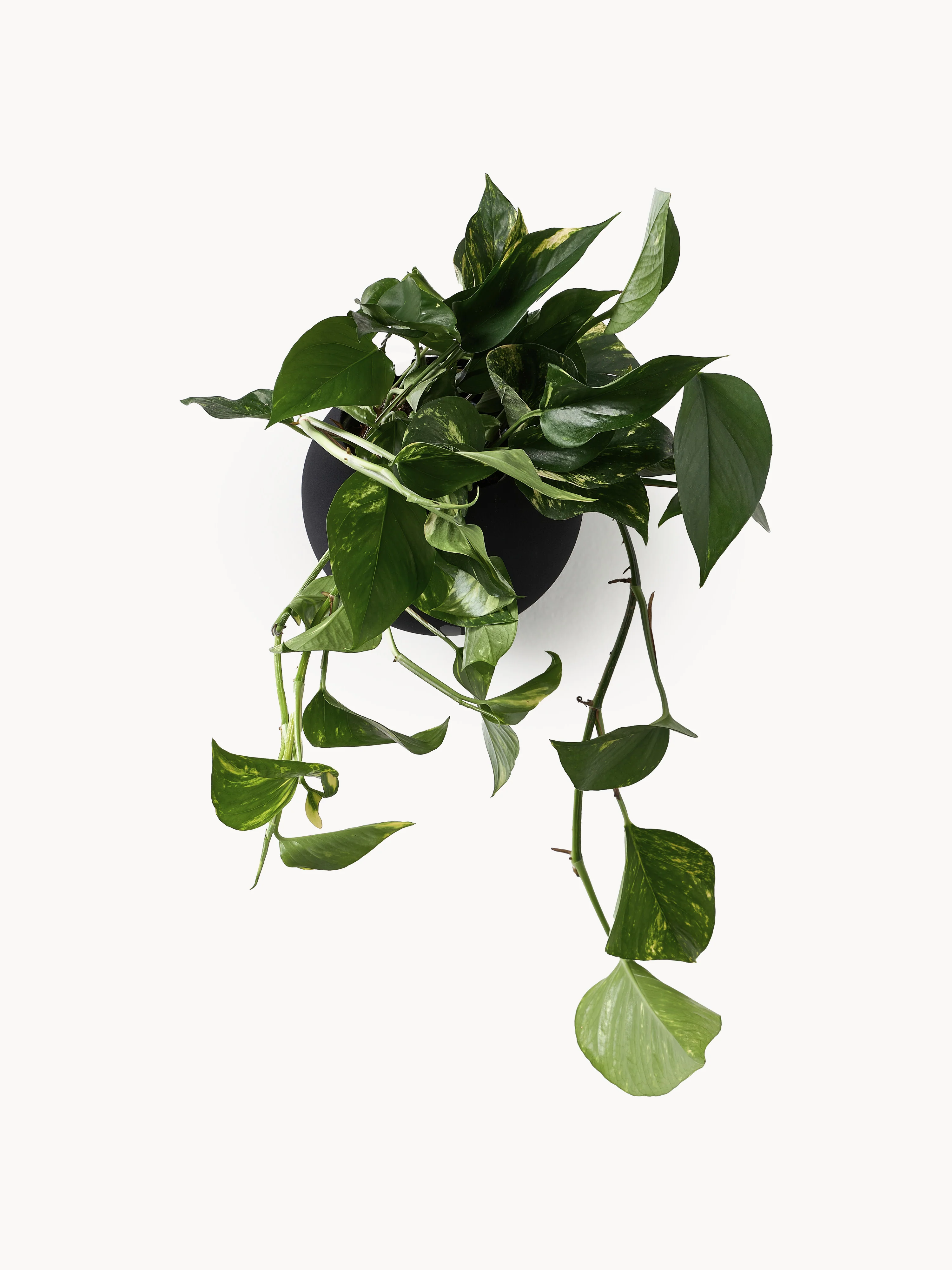 Wandplantenpot Globe van metaal
