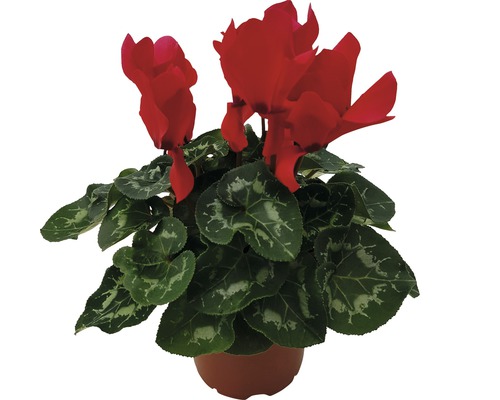 Cyclamen persicum FloraSelf Ø 12 cm pot