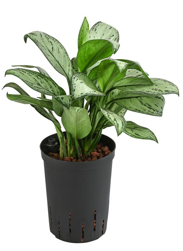 Kolbenfaden - Aglaonema 'Maria', Hydrokultur