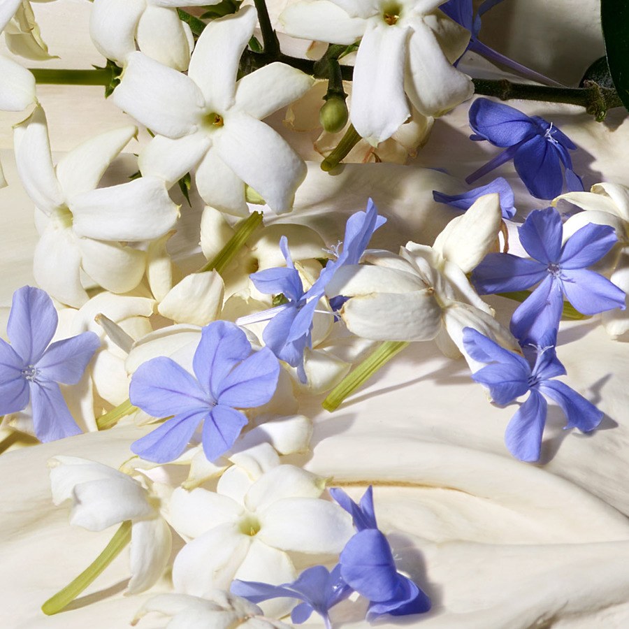 Dolce&Gabbana Dolce Blue Jasmine Eau De Parfum 30ml