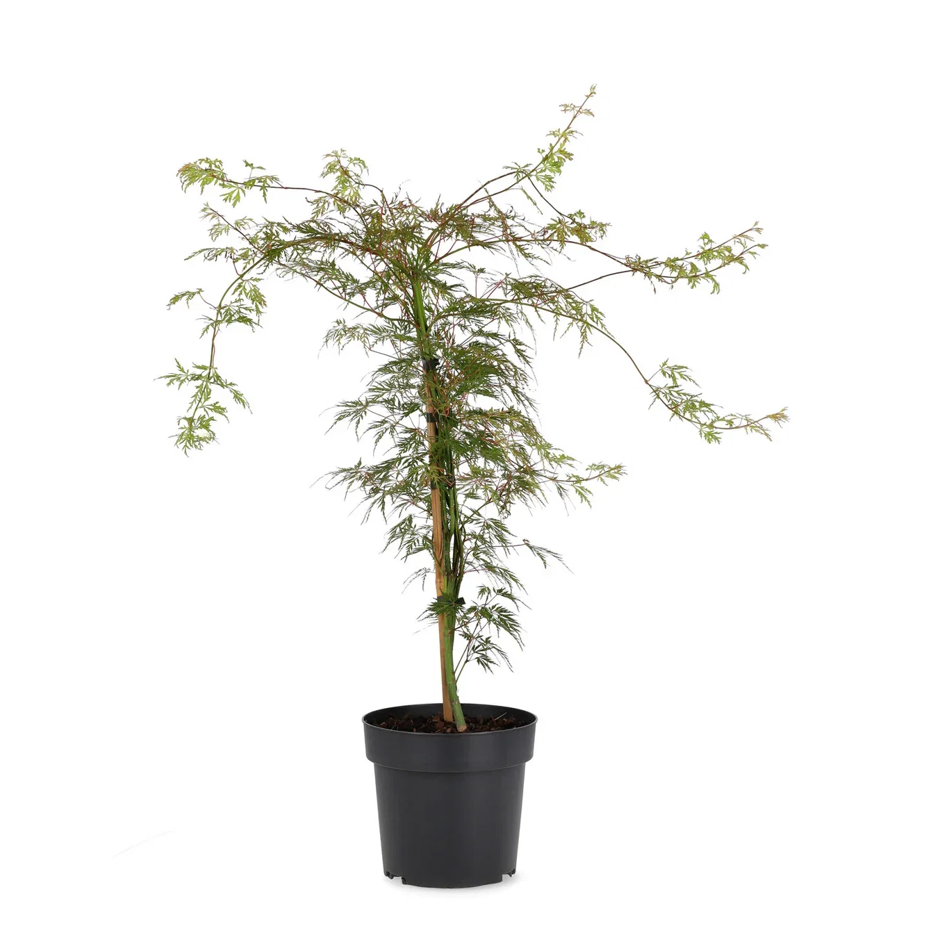 Acer palmatum (Dissectum-Group) 'Emerald Lace' Viftelønn 'Emerald Lace' Høyde 40 cm