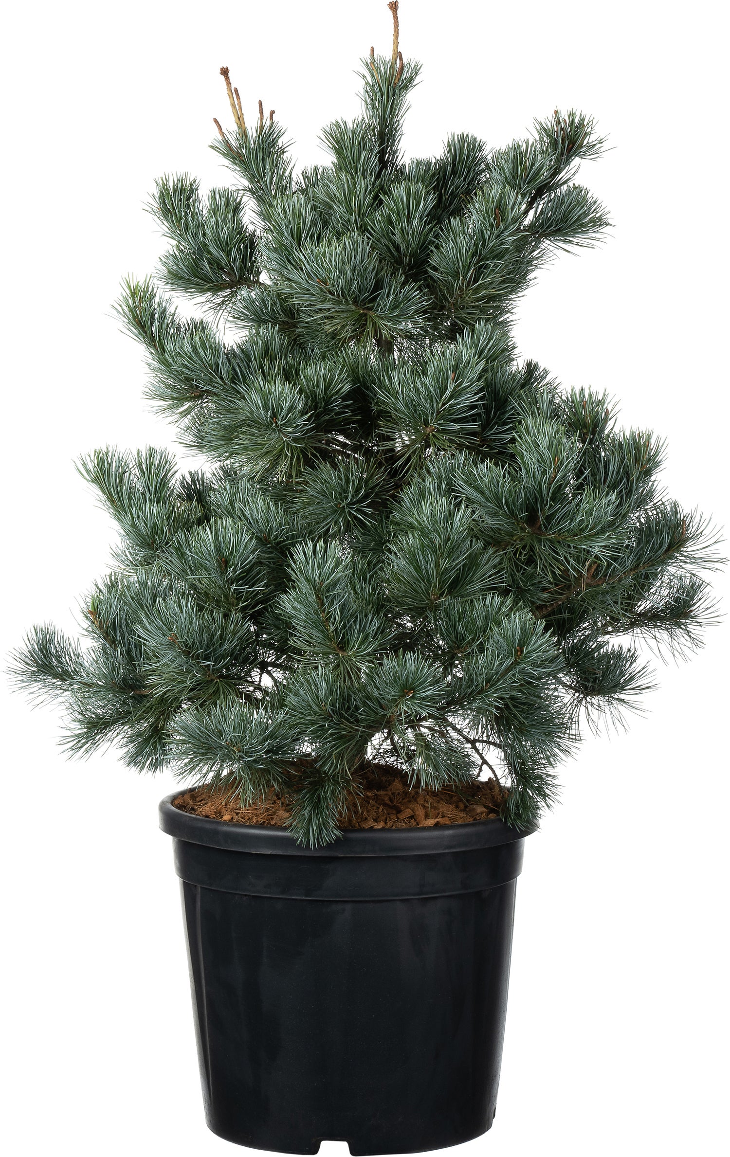 Japanse witte den (Pinus parviflora 'Negishi') D 34 H 60 cm