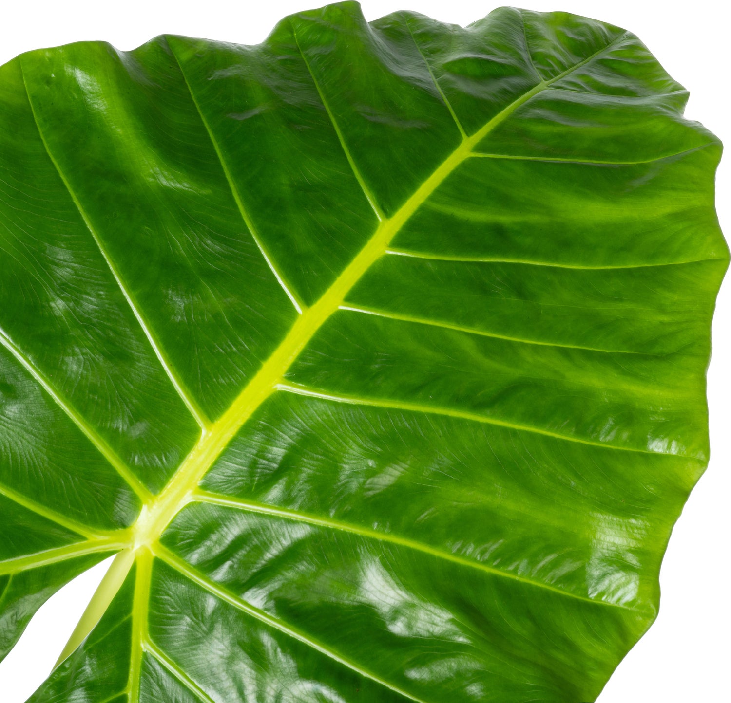Olifantsoor (Alocasia lutea) D 32 H 140 cm