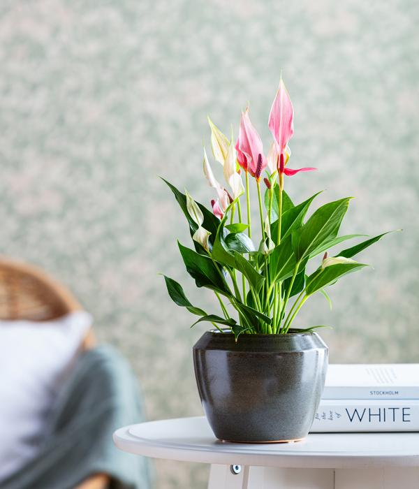 Flamingoblume - Anthurium andreanum 'Lilli'