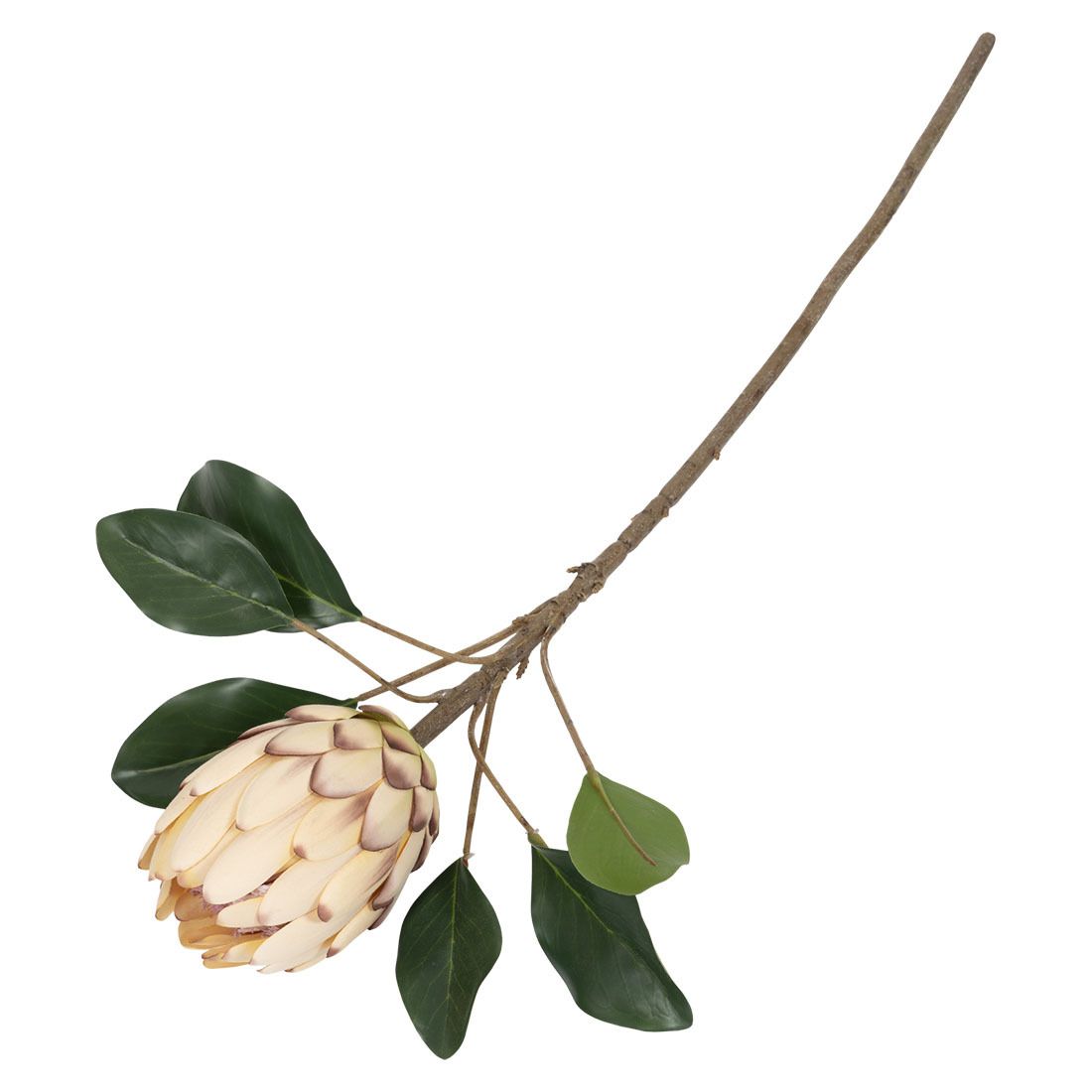 Protea blomst
