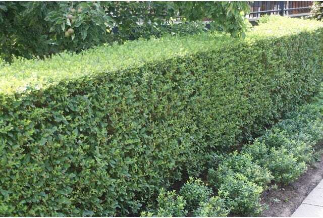 Ligusterhaag (Ligustrum ovalifolium) H 100-125 cm