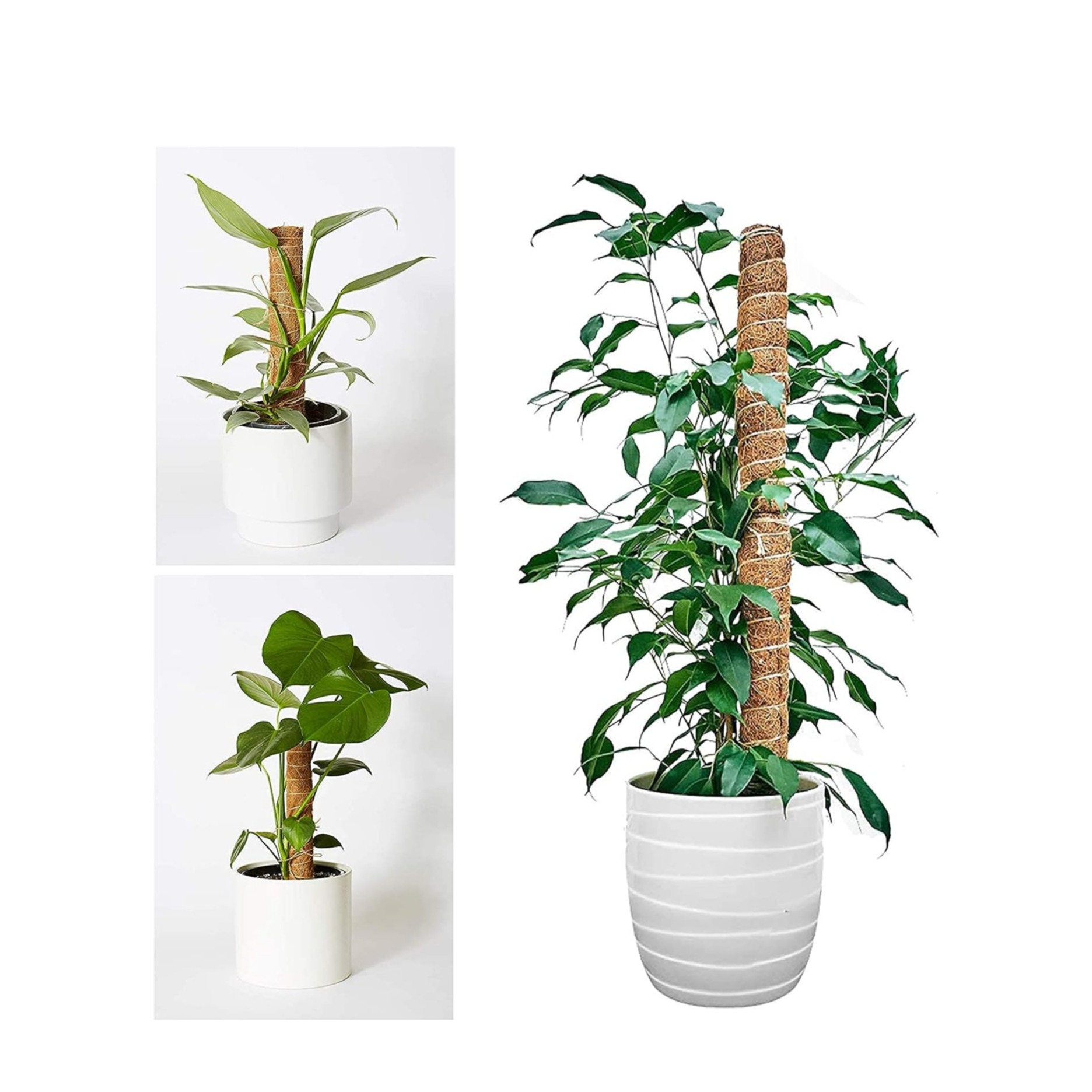 (2er Set) 40cm Kokosnuss Pflanzen Stab Blumen Rankhilfe Moosstab Garten Pflanzenstütze Rankstab - Braun