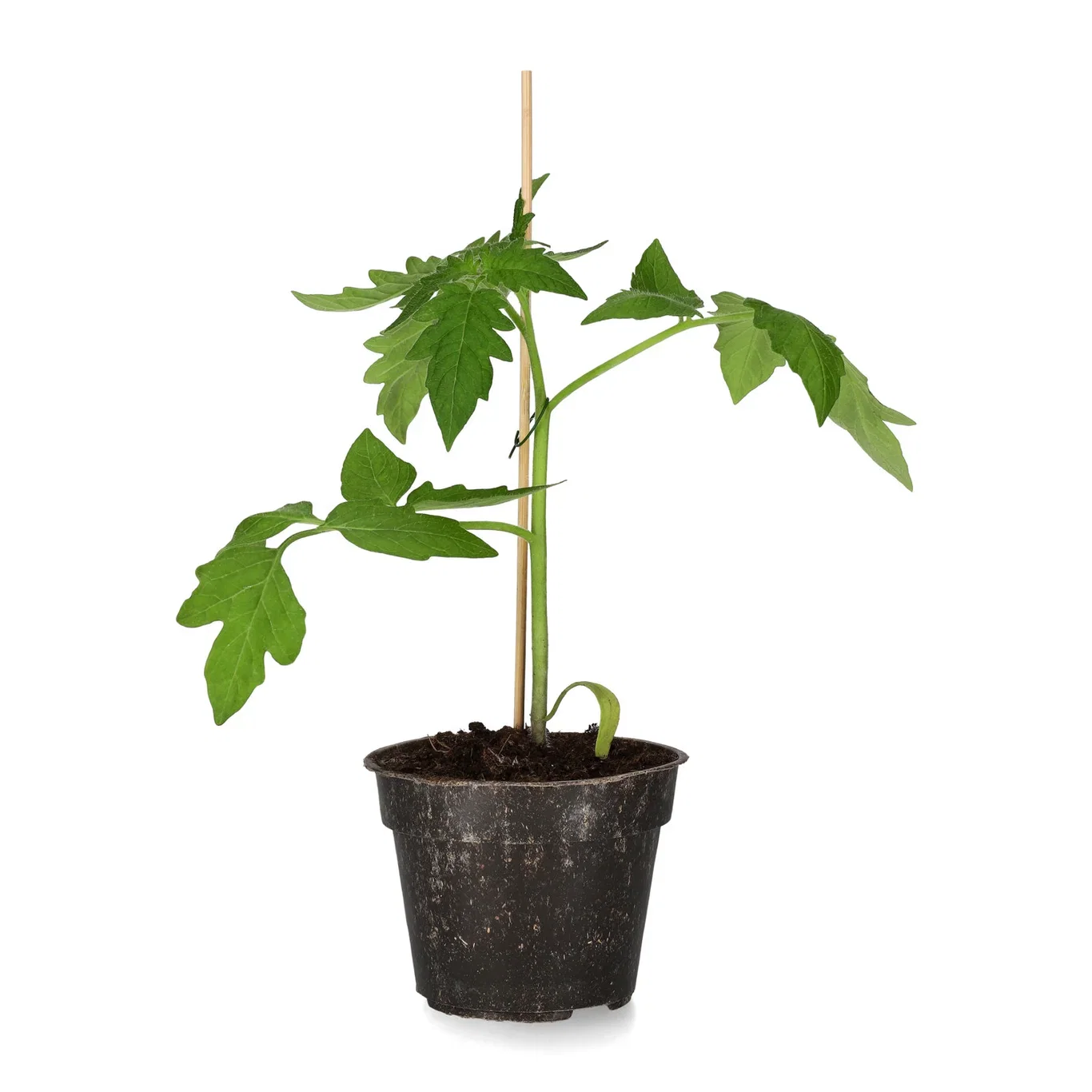 All Nature Solanum lycopersicum 'Elin' Tomat 'Elin' Ø10,5 cm