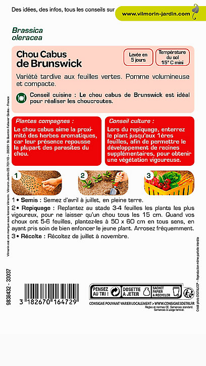 Graines de Chou Cabus de Brunswick