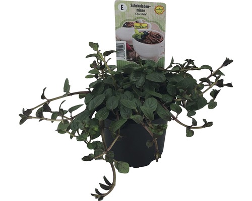 Chocolade Munt FloraSelf Mentha piperita 'Chocolade' Ø 12 cm pot
