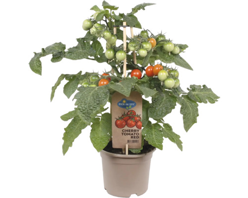 Snack cherrytomaat rood Pick&Joy Ø 14 cm pot
