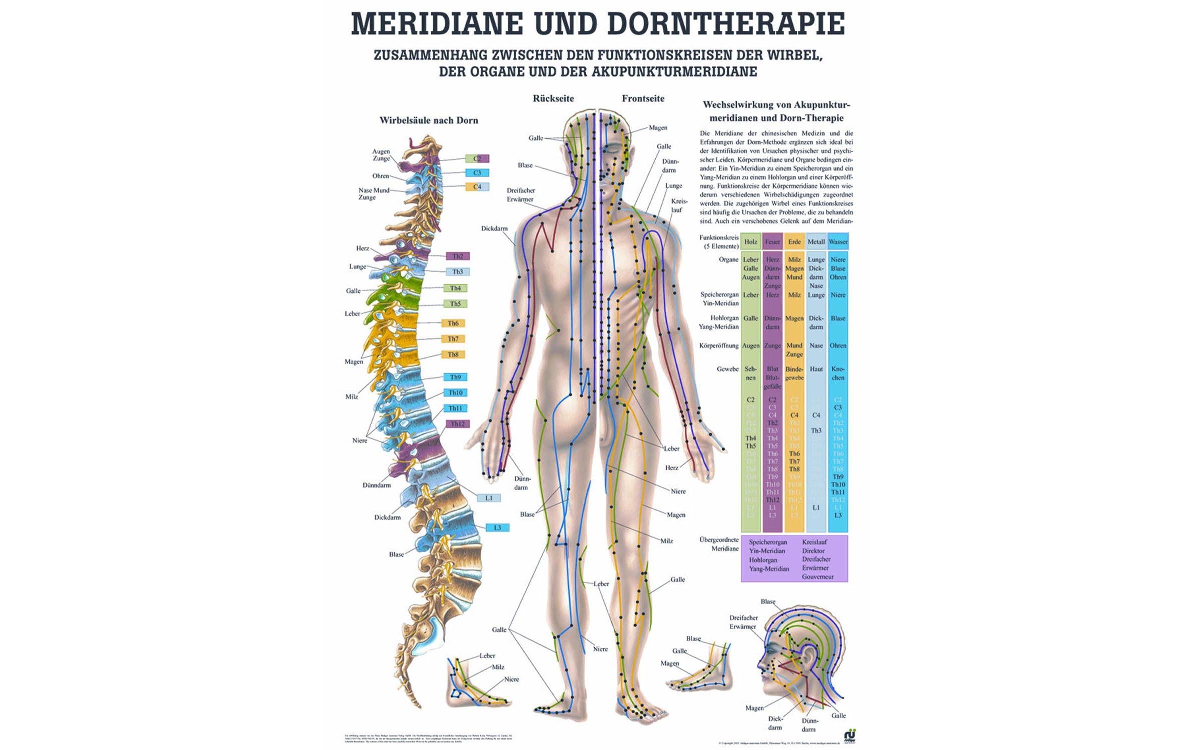 Anatomische Lehrtafel Dorntherapie & Meridiane DeutschAnatomische Lehrtafel – Dorntherapie & Meridiane