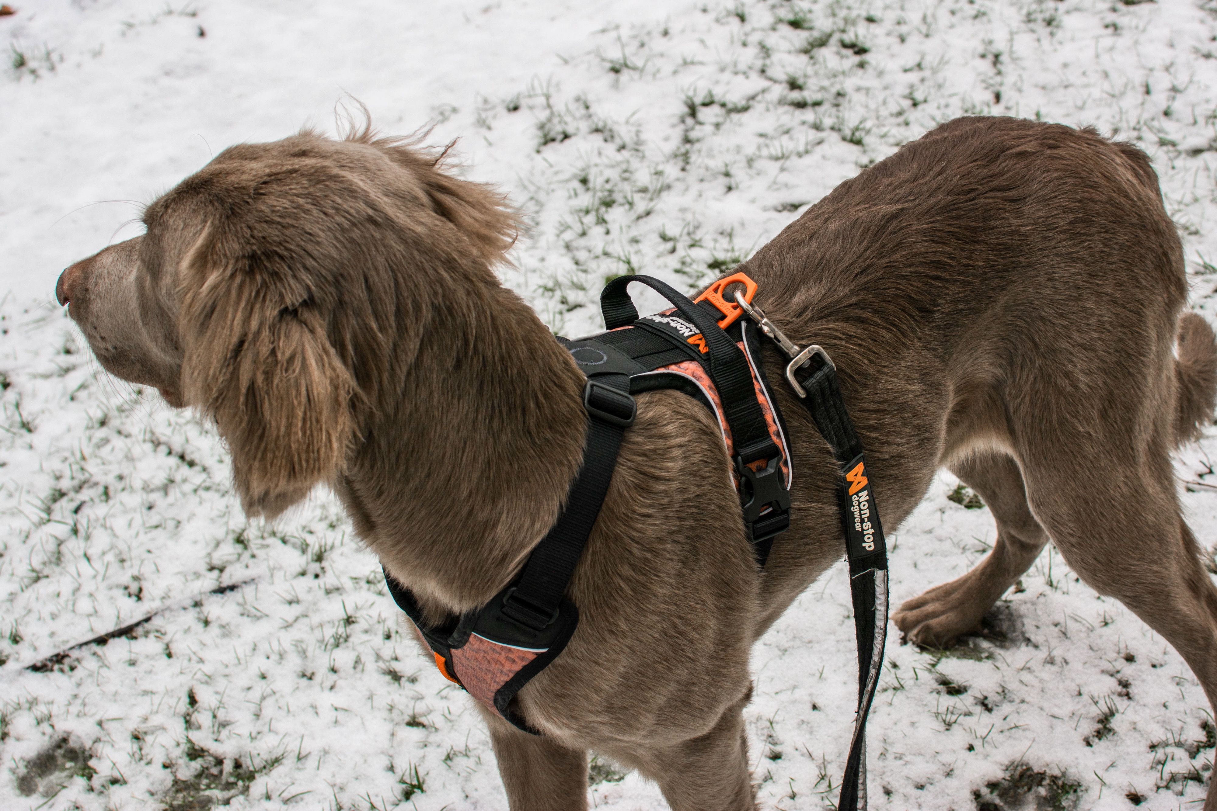Kjøp Non-Stop Dogwear Strong Leash fra Hekta på tur!