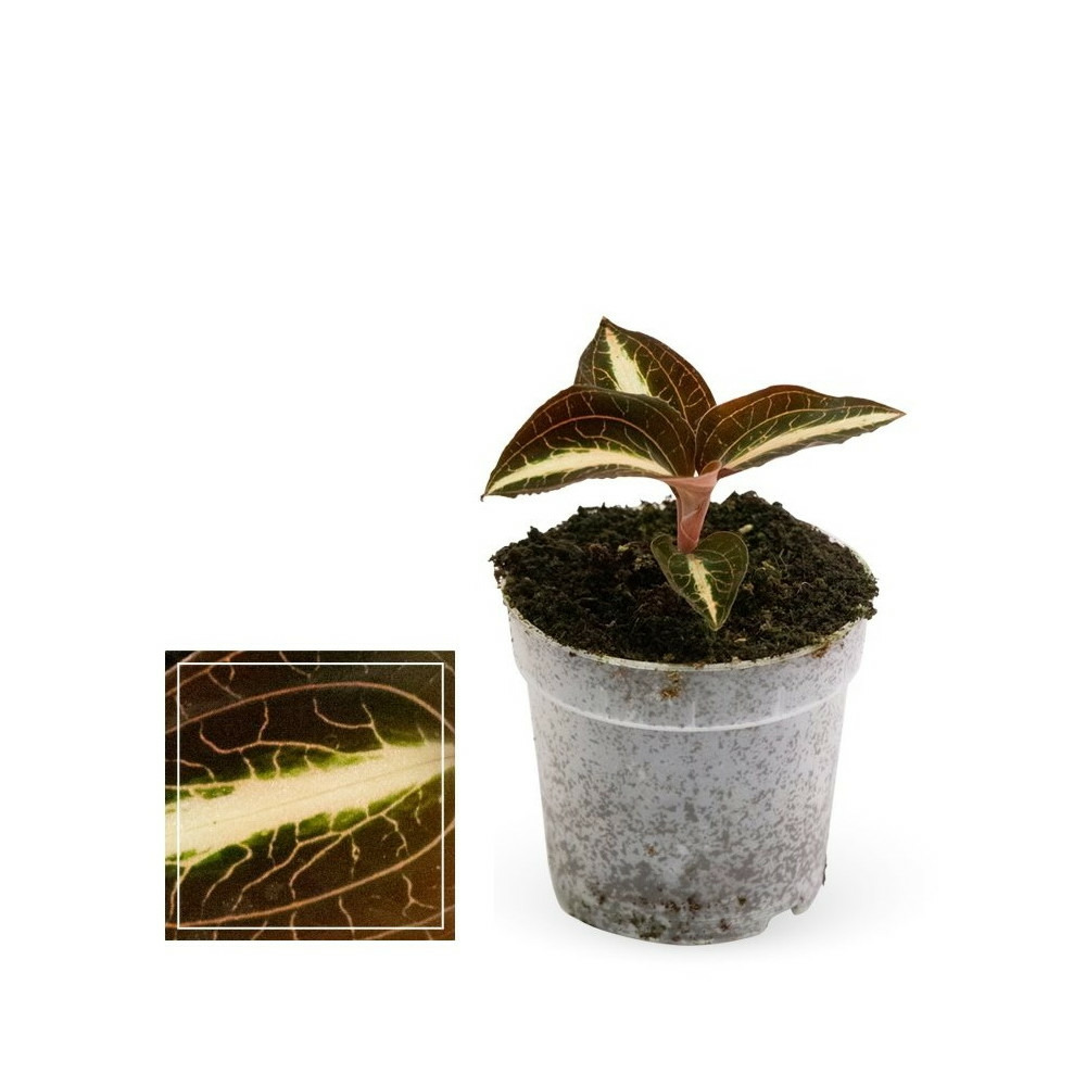 Jewel orchid - macodes anoectochilus amber - mini orchidée terrestre à feuilles fantaisies - pot 6cm