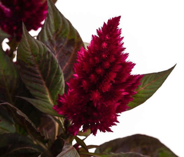 Federbusch 'Venezuela'