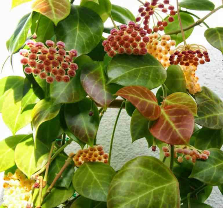 Hoya obscura (fleur de porcelaine, fleur de cire) rose - taille pot de 2 litres - 20/40 cm