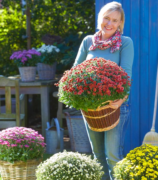 Herbst-Chrysantheme