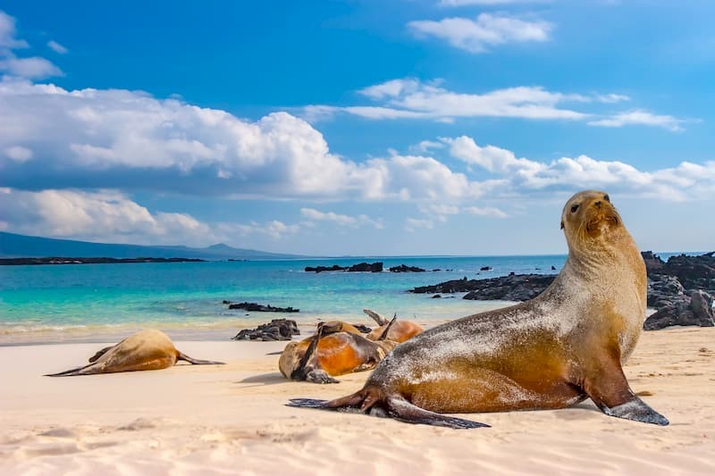 Ecuador inclusief 5 dagen Galapagos