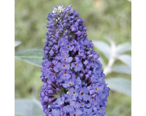 Vlinderstruik (Buddleja davidii) FloraSelf H 60-80 cm Co 3 L blauw