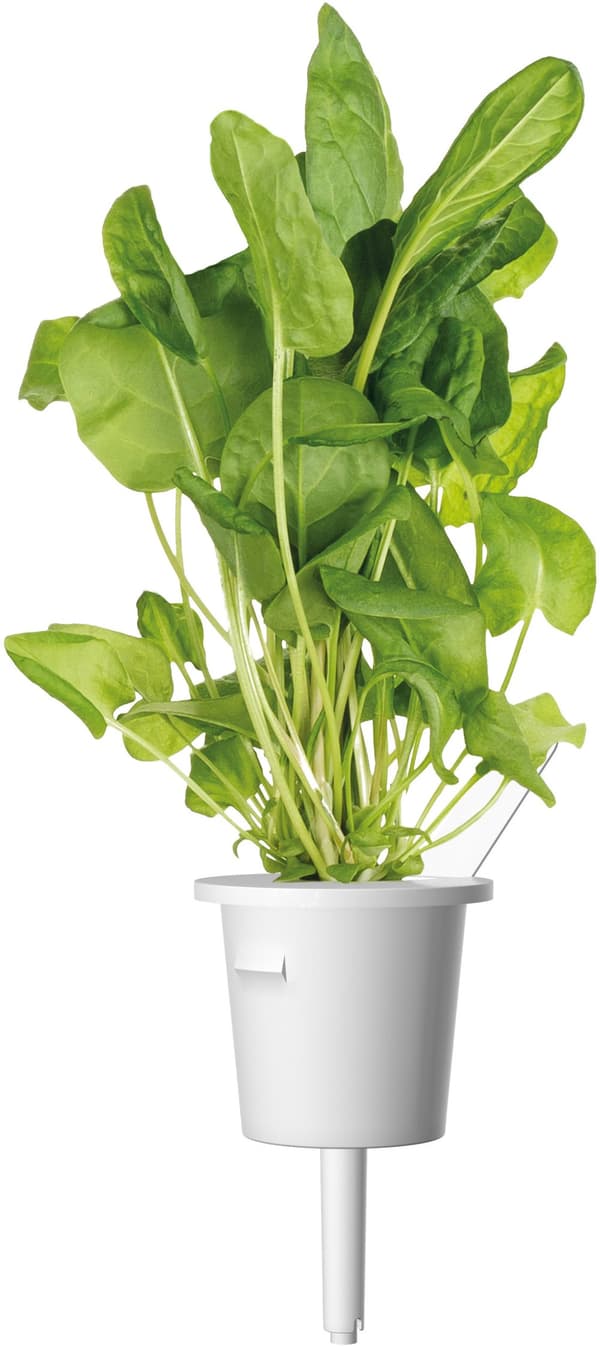 Click & Grow Plant Pod Salad Mix 9pcs