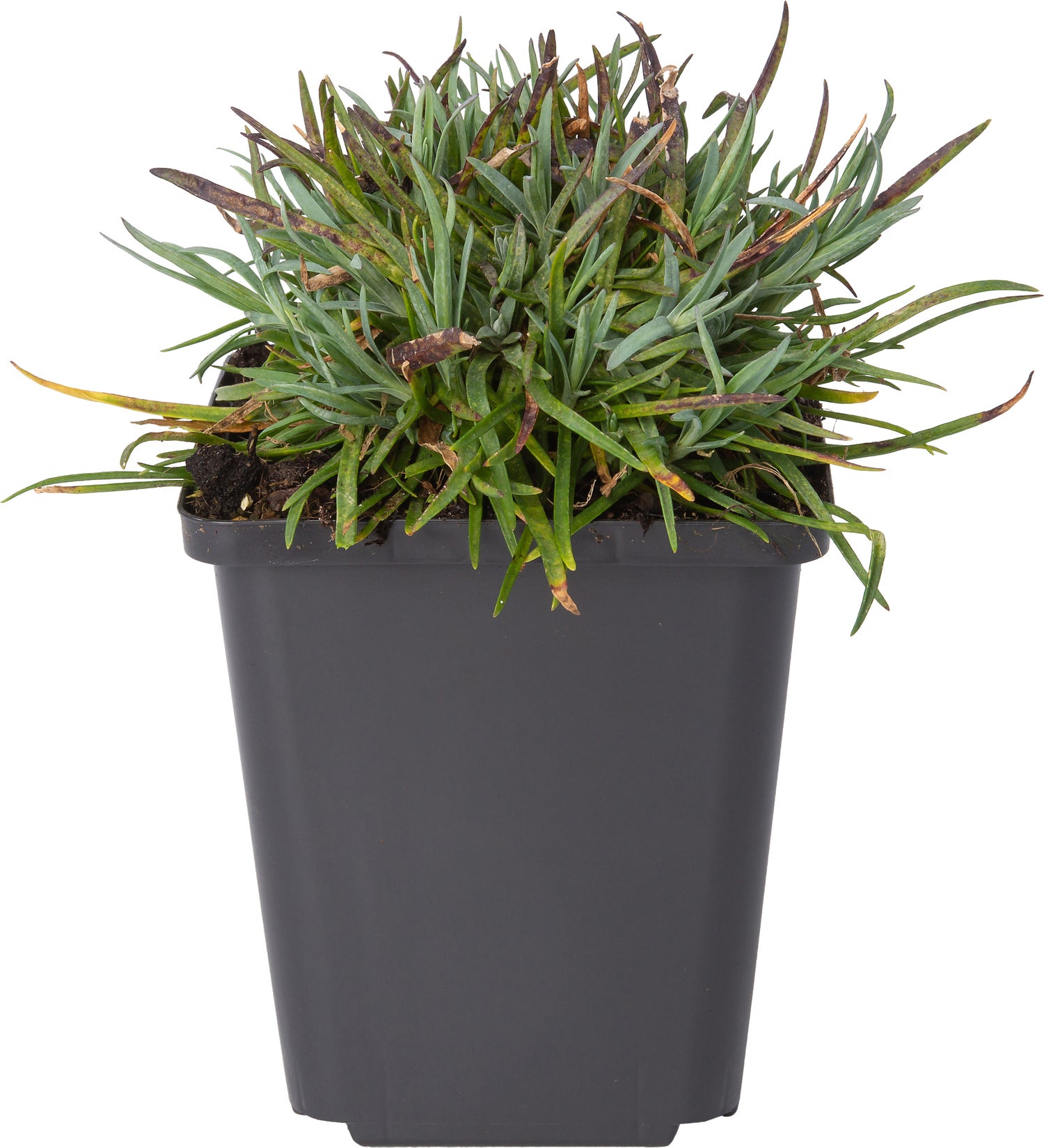 Anjer (Dianthus gratianopolitanus 'Badenia') D 9 H 10 cm