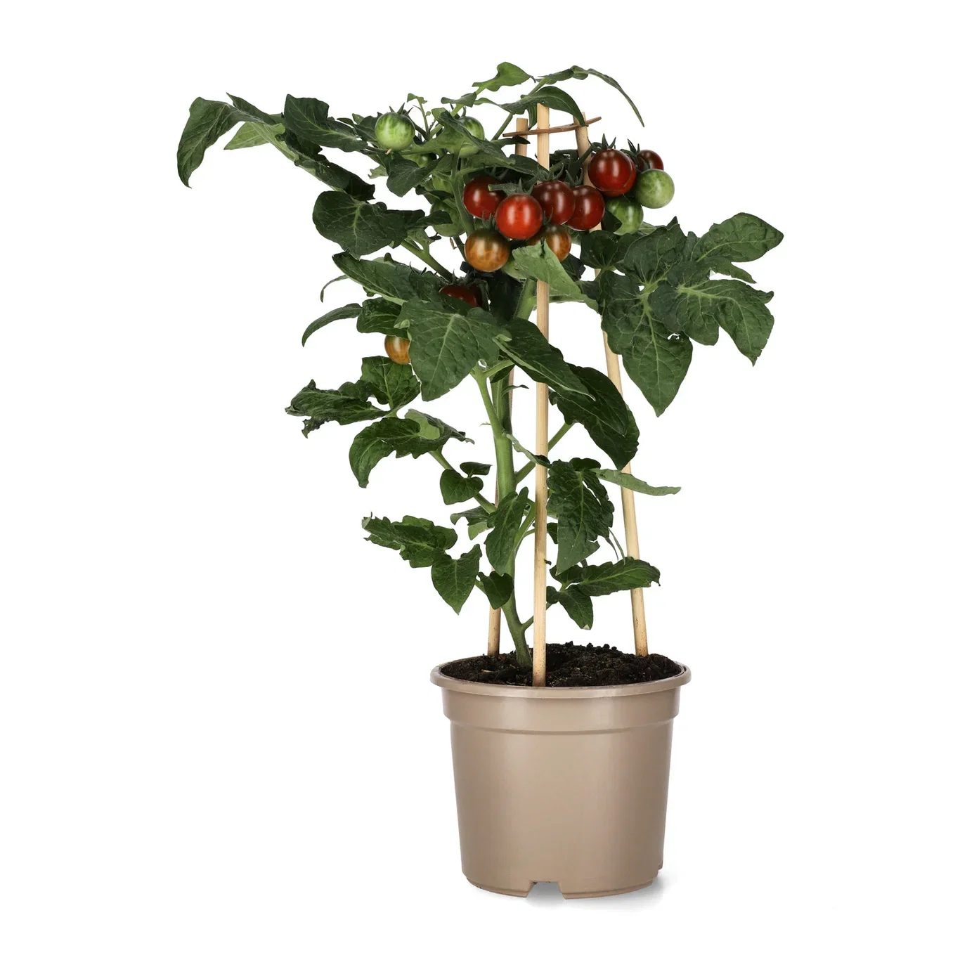 Ready Cocktail Tomato Cocktailtomat Ø14 cm