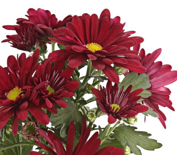 Topf-Chrysantheme, verschiedene Farben