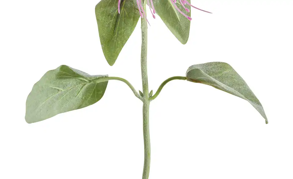 Kunstblume Monarda