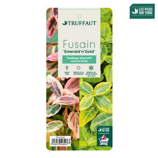 Euonymus fortunei 'Emerald'n gold : pot 3L