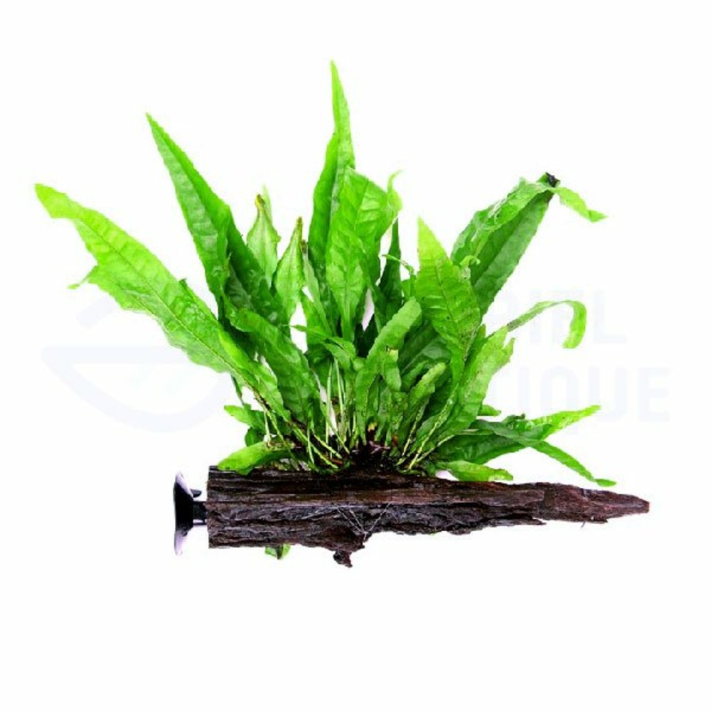 Microsorum pteropus sur racine avec ventouse