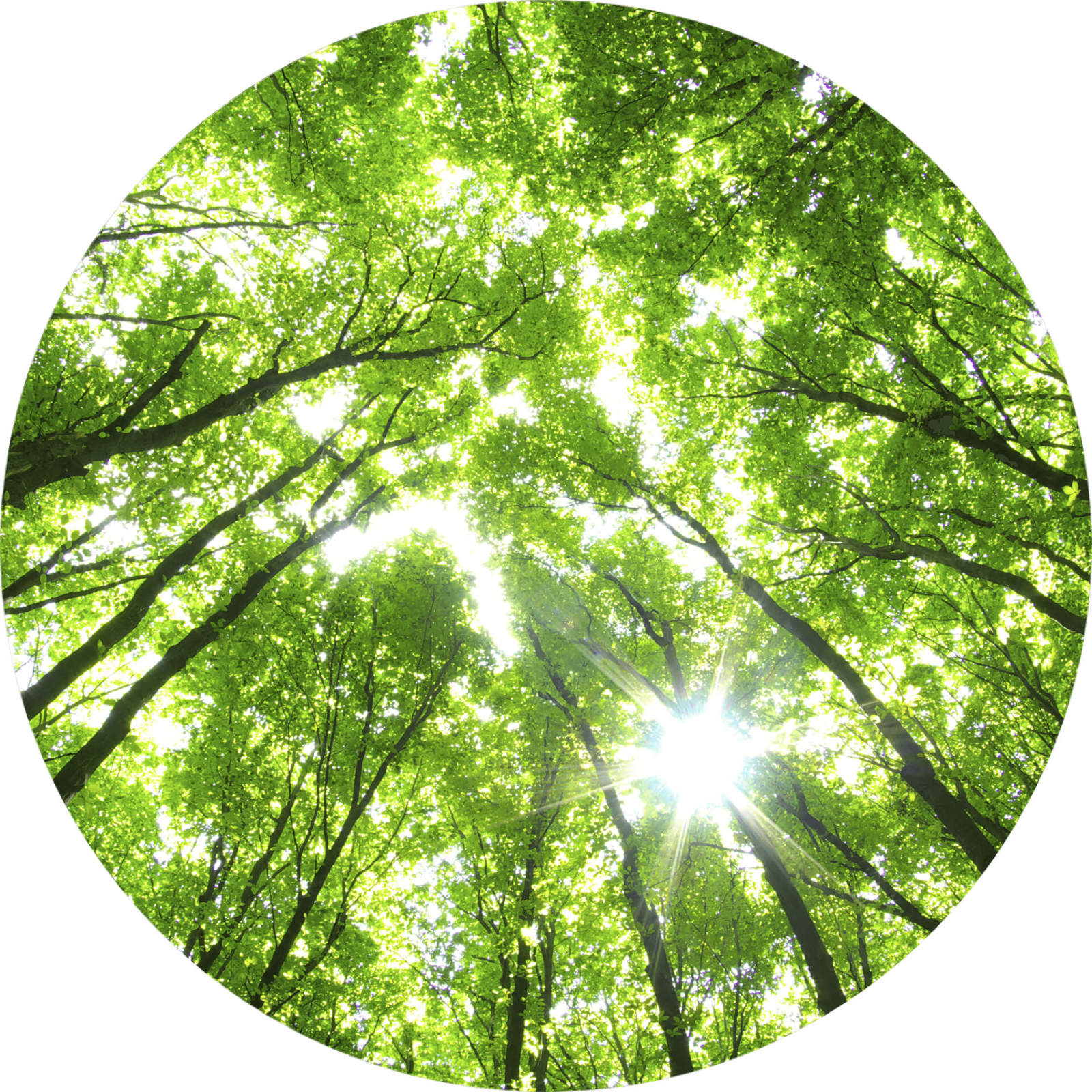 Fototapete DESIGNWALLS 2.0 - grün-braun - Wald - 1,4 Meter