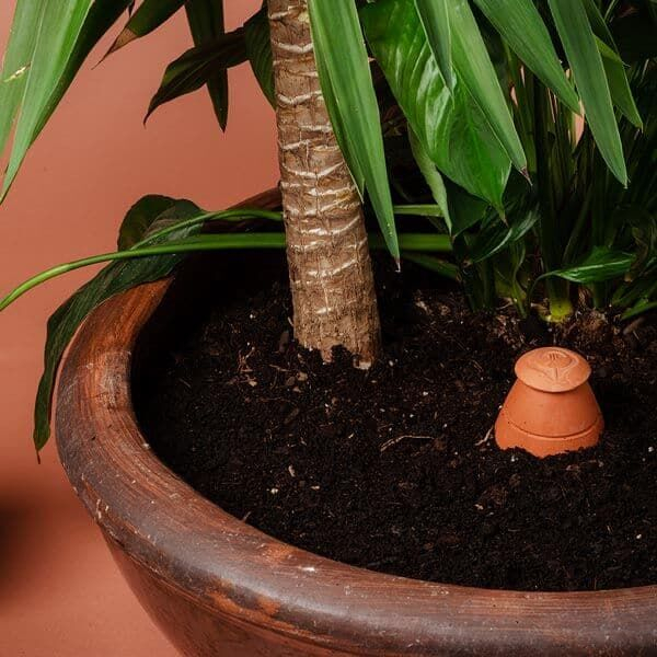 (0.7L) Olla M Terrakotta Pflanzen Bewässerungs Amphore Blumen Tiefenbewässerung (WP1030) - Orange