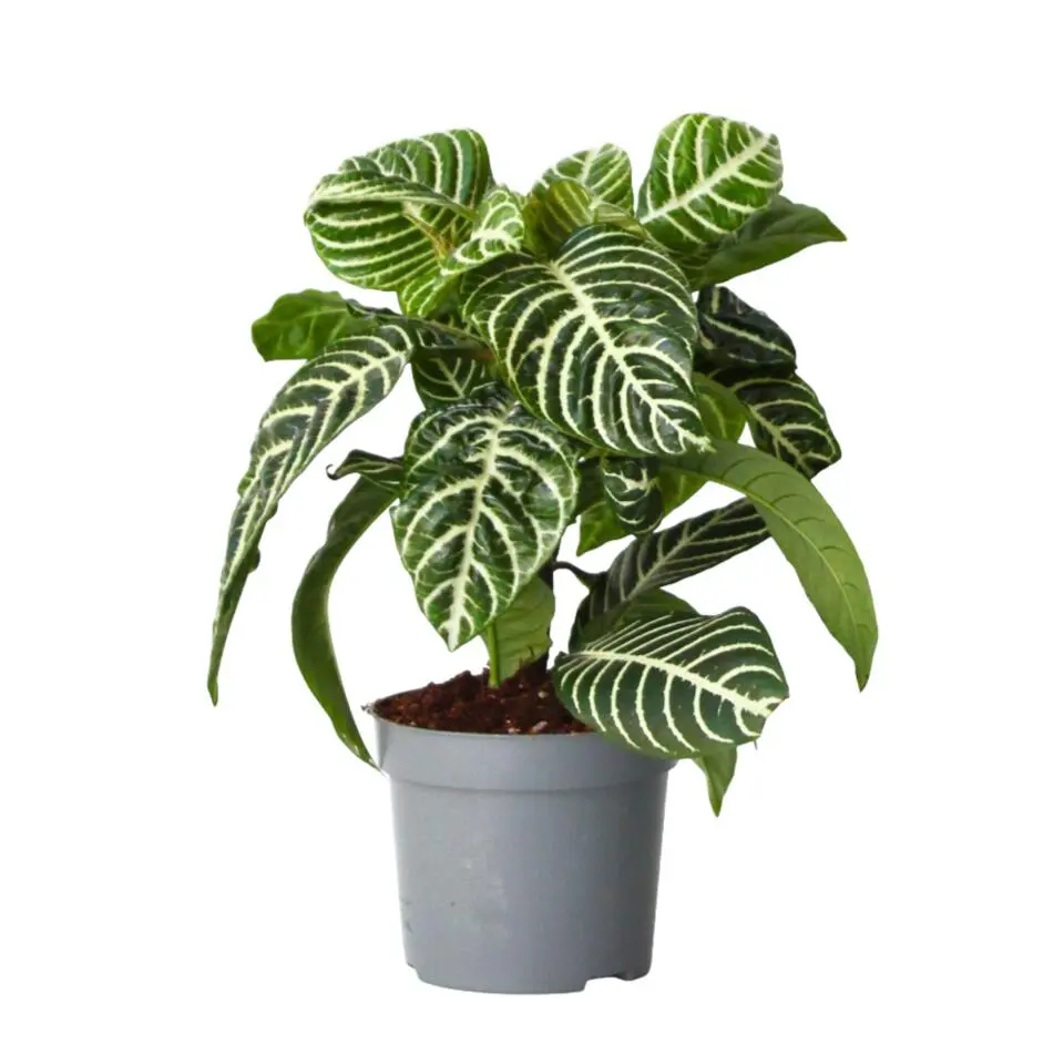 Zebraplant - Aphelandra squarrosa 'Botanica' - Hoogte 25-45cm - ⌀13cm