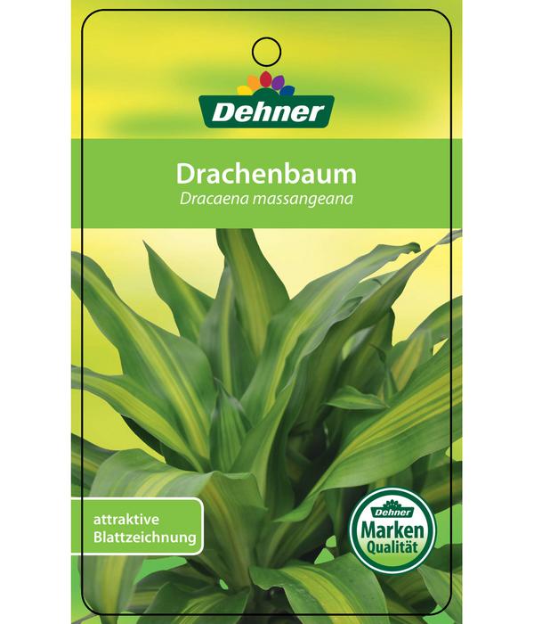 Drachenbaum - Dracaena fragrans 'Massangeana',