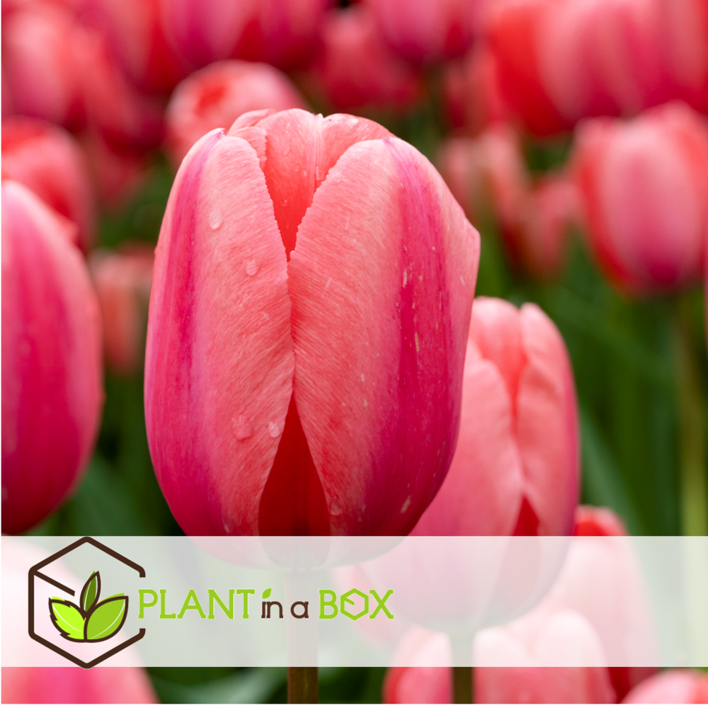 Tulipa design impression - bulbes à fleurs x40 - tulipe - rose