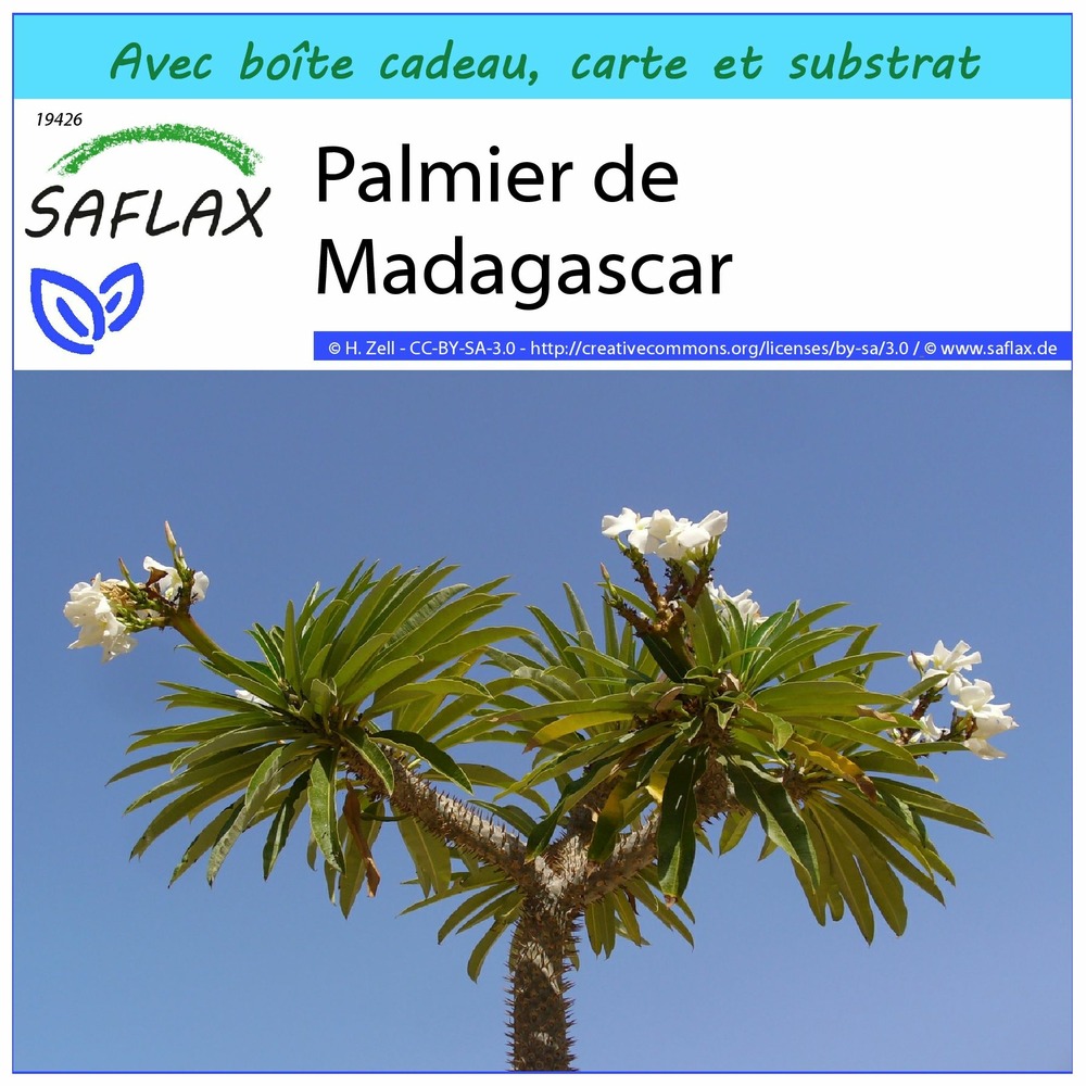 Kit cadeau - palmier de madagascar - 10 graines - pachypodium lamerei
