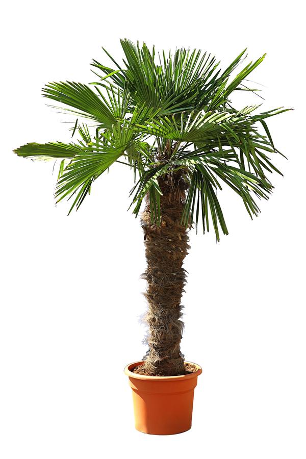 Hanfpalme