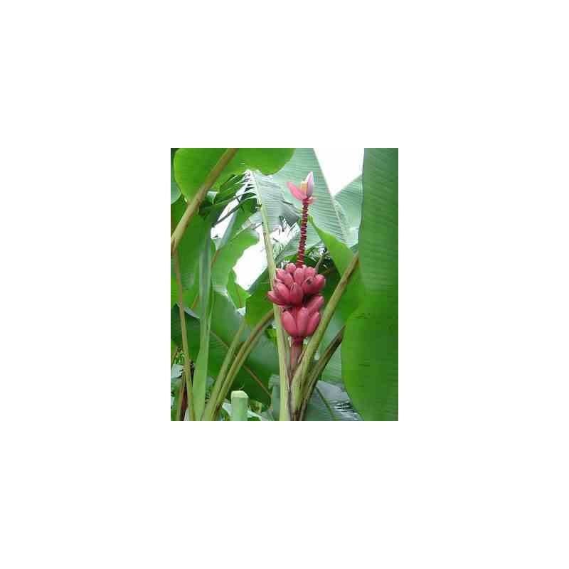 Bananier musa velutina rose - taille pot de 6 litres -60/80 cm