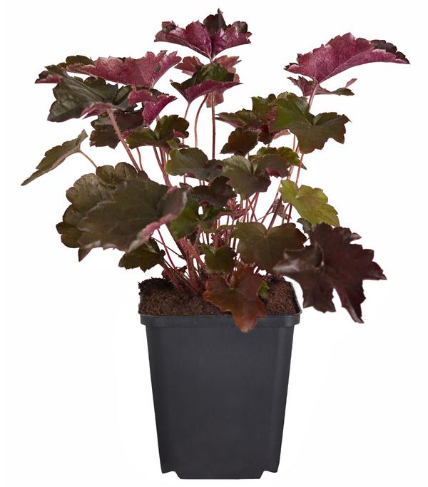 Bio Kleinblütiges Purpurglöckchen 'Palace